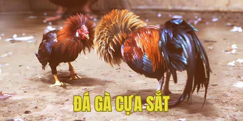 Banner www.vncnec.com.vn